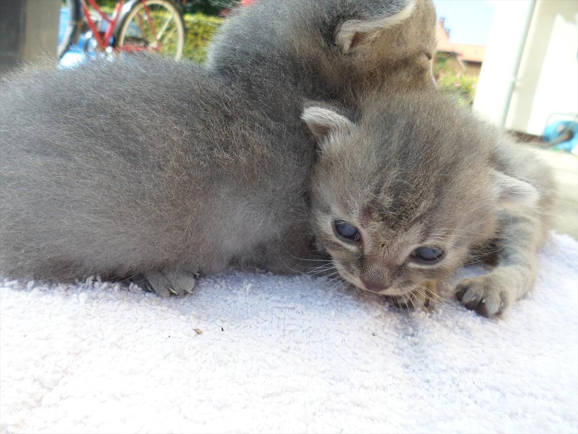 Huskat Viola billede 4