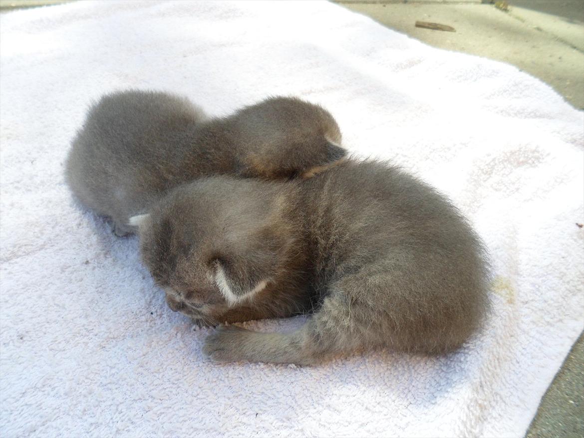 Huskat Viola billede 2