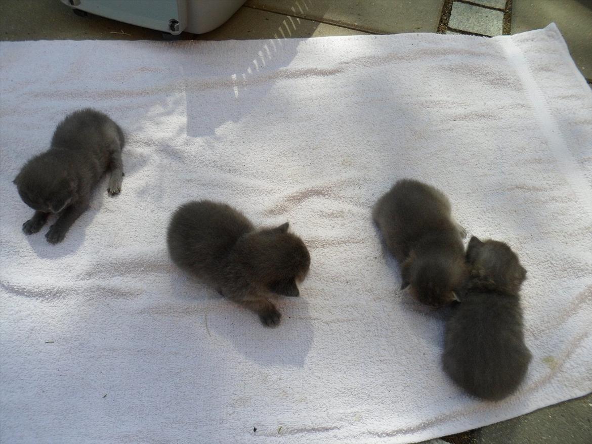 Huskat Viola billede 5