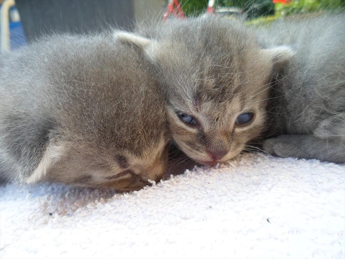 Huskat Viola billede 6