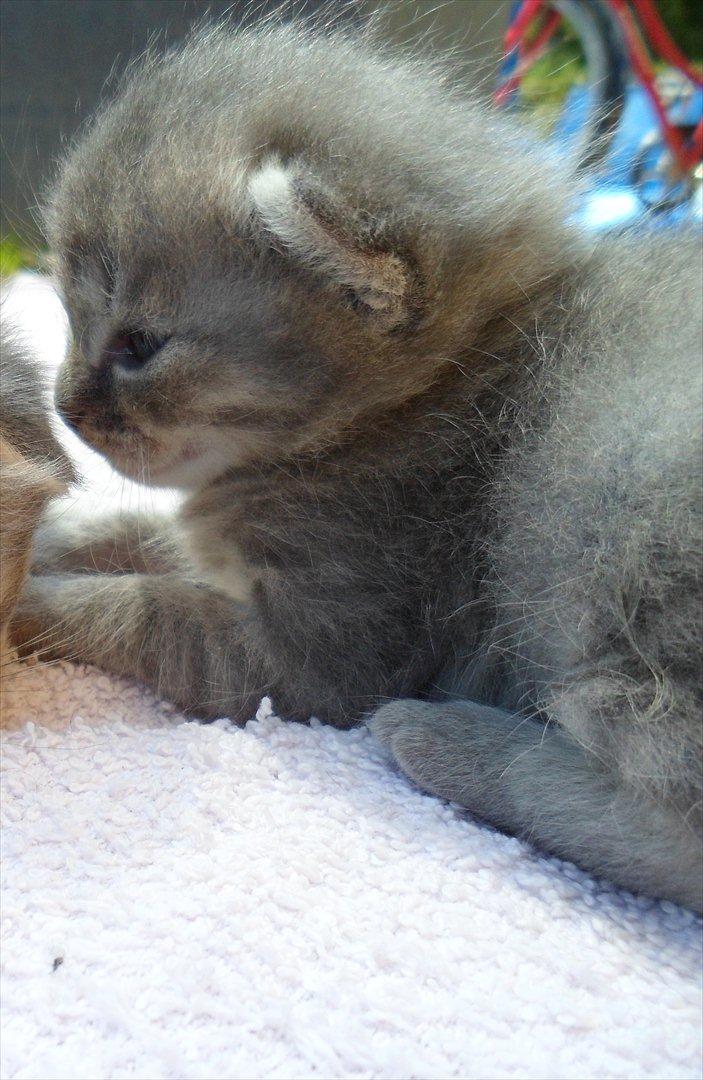 Huskat Viola billede 7