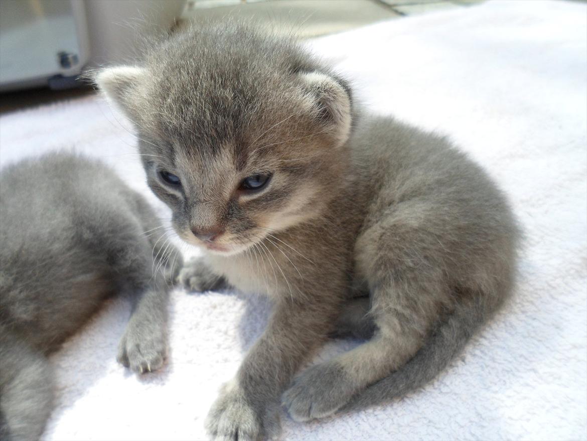 Huskat Bølle'miss billede 1