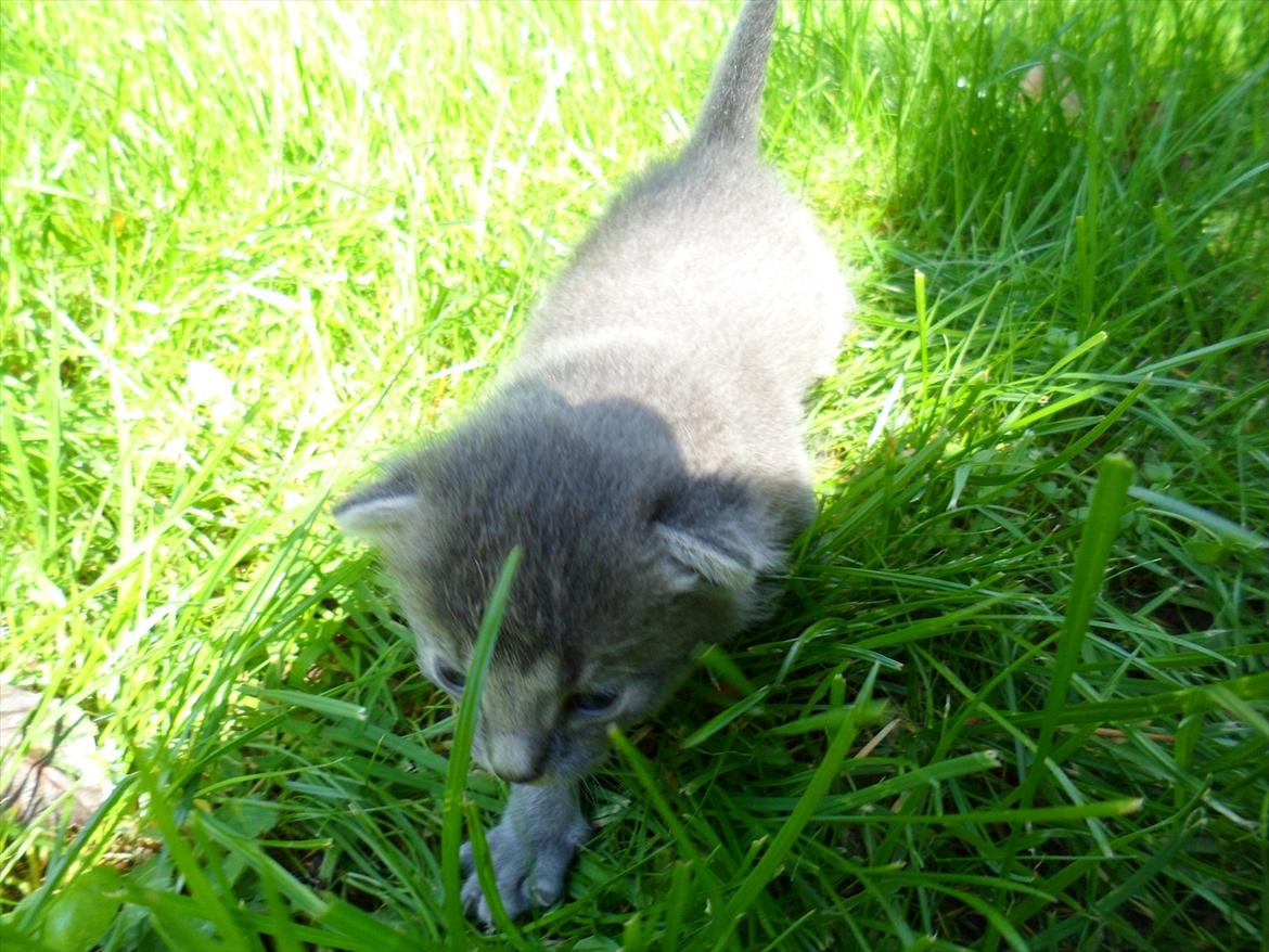 Huskat Bølle'miss billede 2