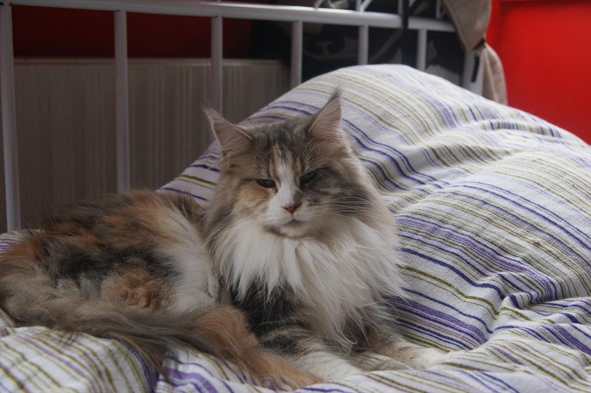 Maine Coon Choko - her putter vi i sengen billede 1