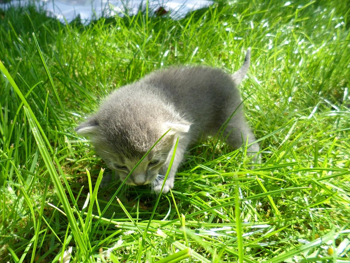 Huskat Bølle'miss billede 3