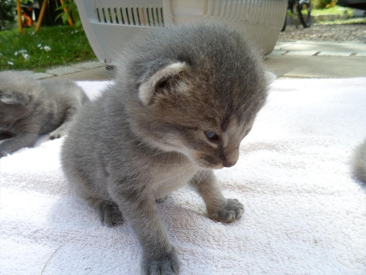 Huskat Bølle'miss billede 4