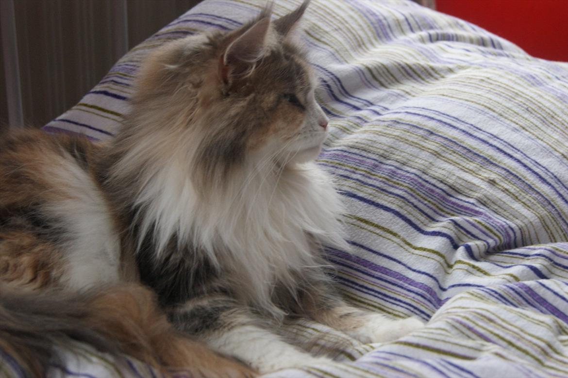 Maine Coon Choko billede 2