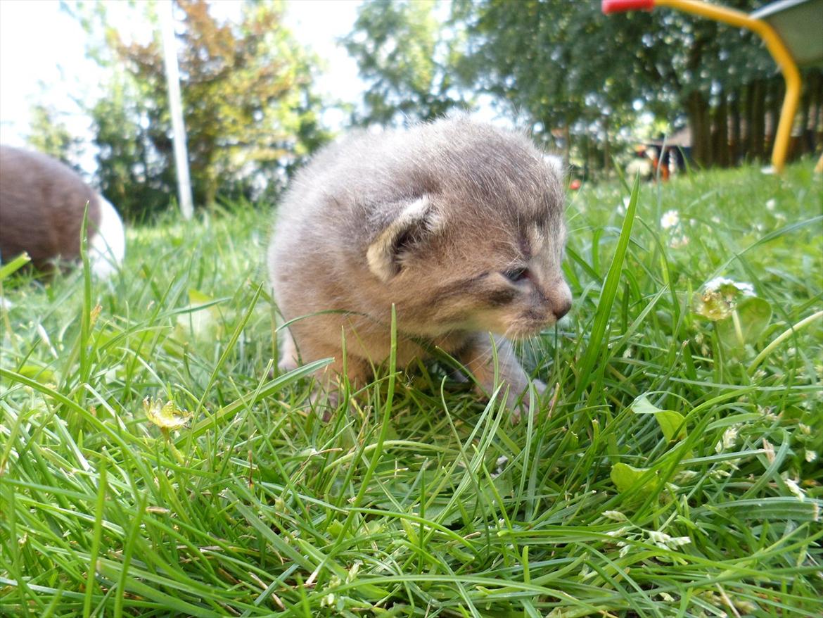 Huskat Bølle'miss billede 6