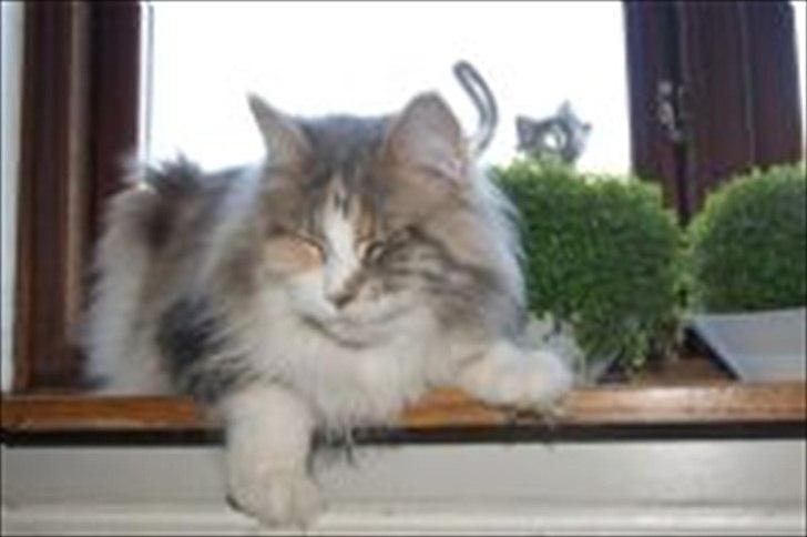 Maine Coon Choko billede 3