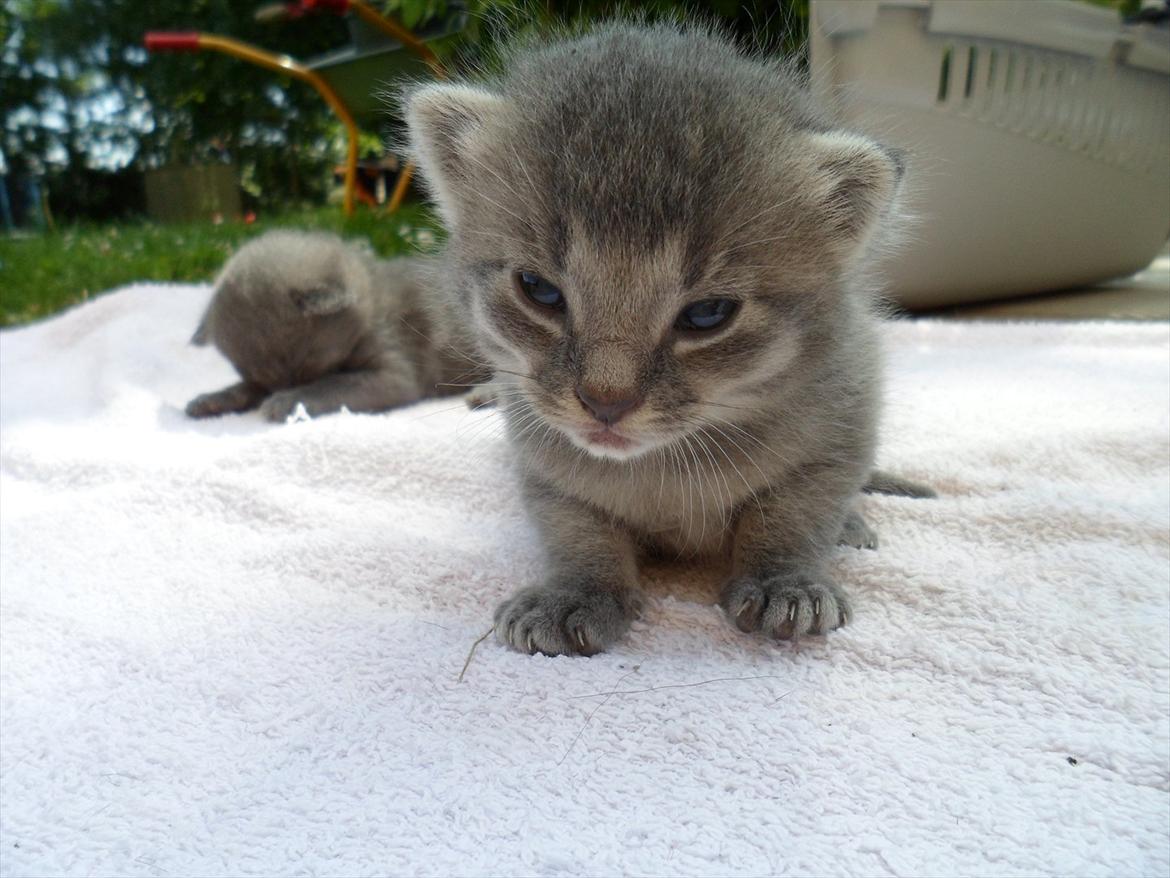 Huskat Bølle'miss billede 7