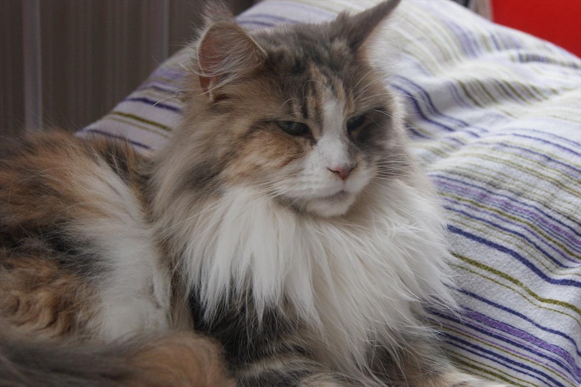 Maine Coon Choko billede 4