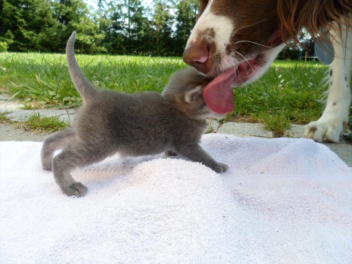 Huskat Bølle'miss billede 8