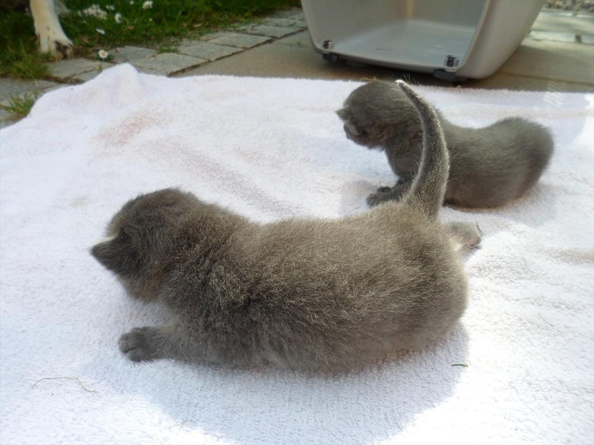 Huskat Bølle'miss billede 9