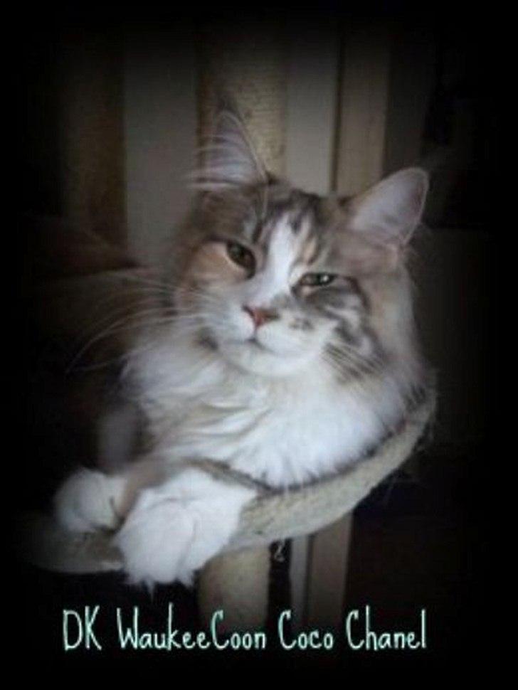 Maine Coon Choko billede 5