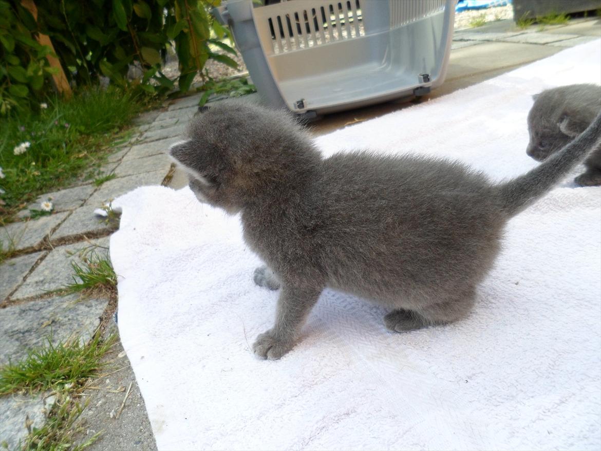 Huskat Bølle'miss billede 10