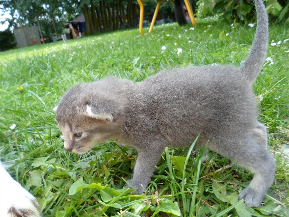 Huskat Bølle'miss billede 11