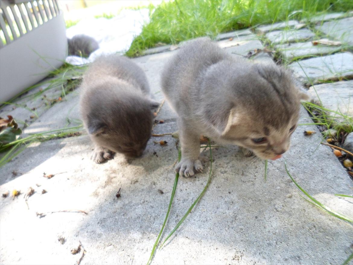 Huskat Bølle'miss billede 12