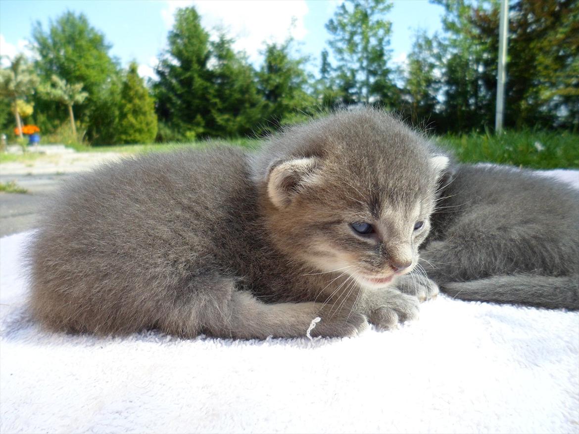 Huskat Bølle'miss billede 13
