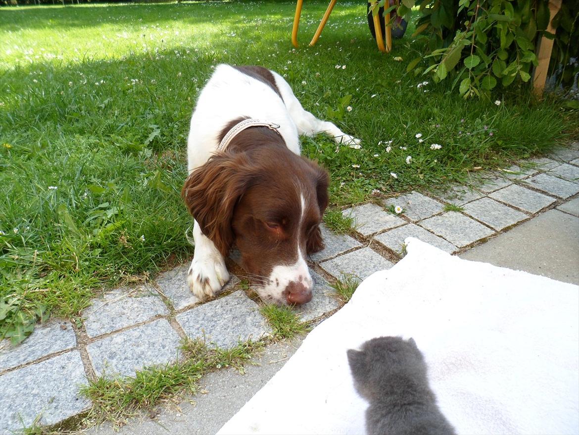 Huskat Bølle'miss billede 14