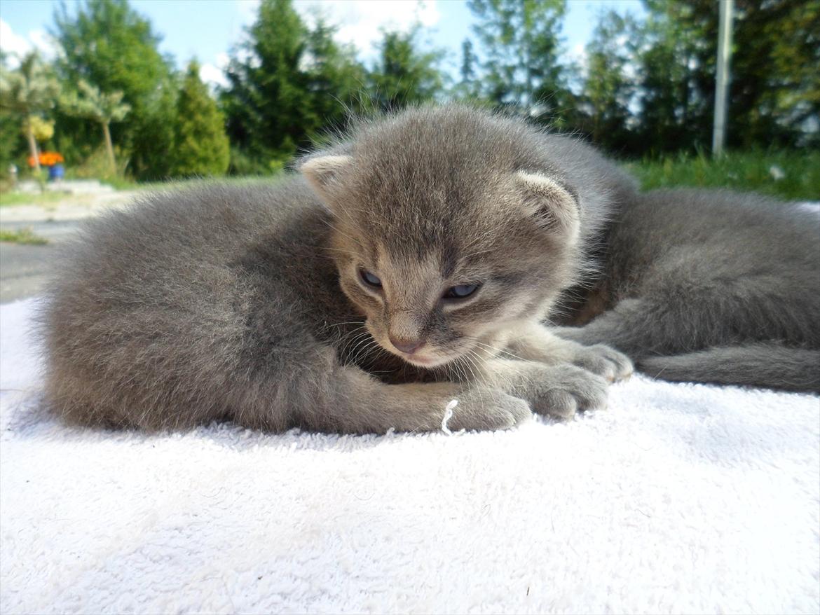 Huskat Bølle'miss billede 15