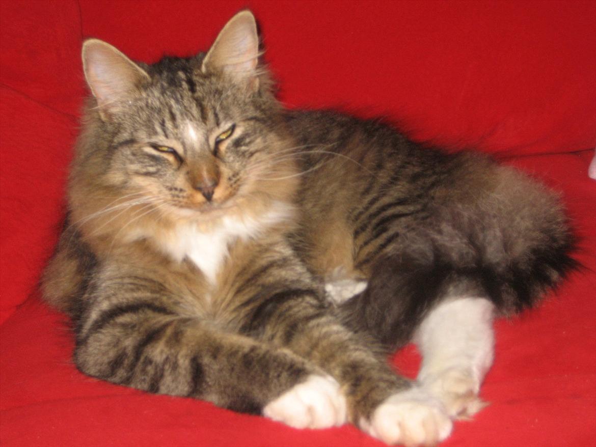 Norsk Skovkat Basse billede 1