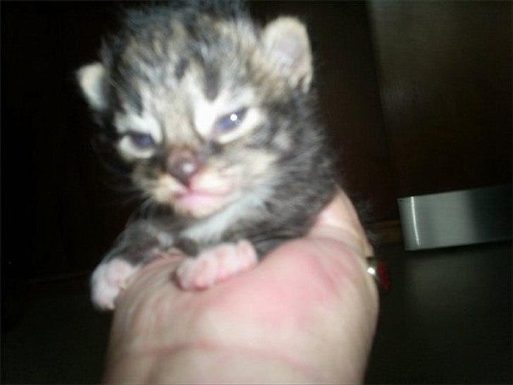 Norsk Skovkat Basse - Her er jeg ikke særlig gammel i min mors ejers hånd. billede 2