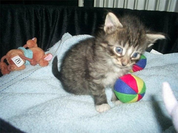 Norsk Skovkat Basse - Hmm.. Sker der mon snart noget billede 3