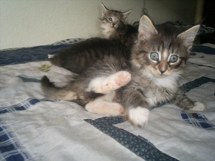 Norsk Skovkat Basse - Her driller jeg mine søskene billede 4