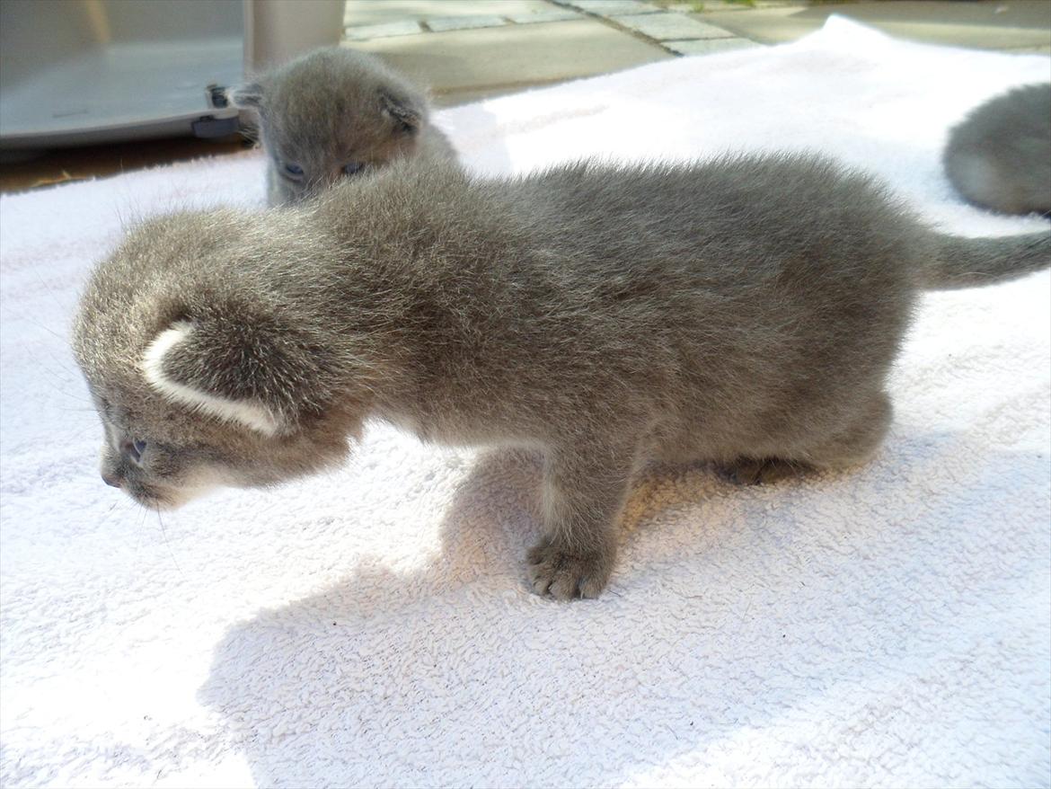 Huskat Bølle'miss billede 16