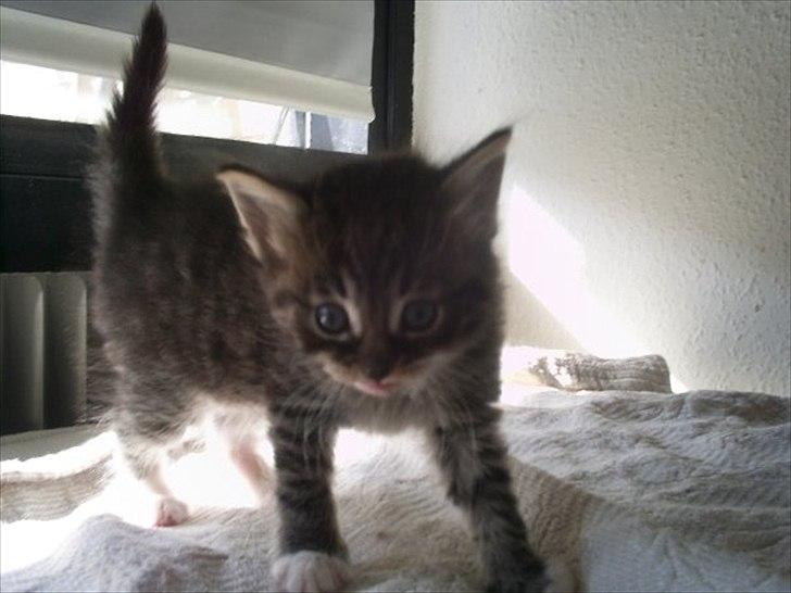 Norsk Skovkat Basse - KOM AN.. Jeg er MEEEEGET farlig. billede 5