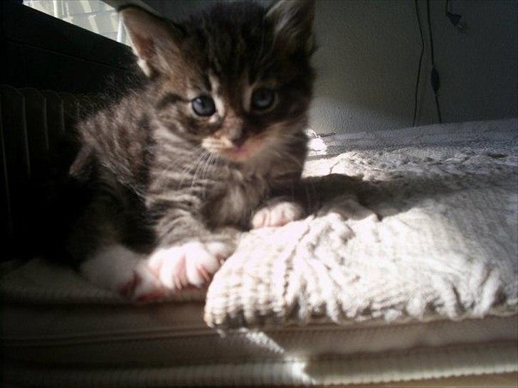 Norsk Skovkat Basse - Konger skal også slappe af billede 6