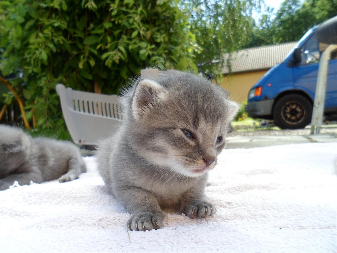 Huskat Bølle'miss billede 17