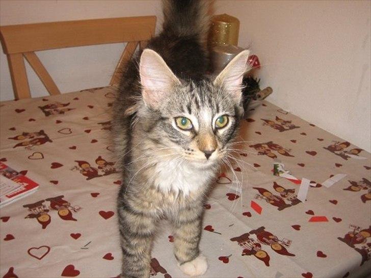 Norsk Skovkat Basse - Er der noget jule mad til mig?? billede 7