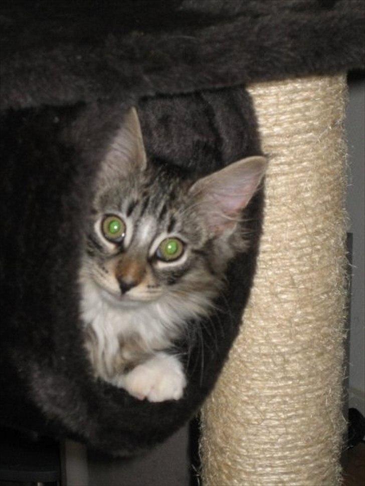 Norsk Skovkat Basse - Jeg afprøver lige mit nye hjem billede 8