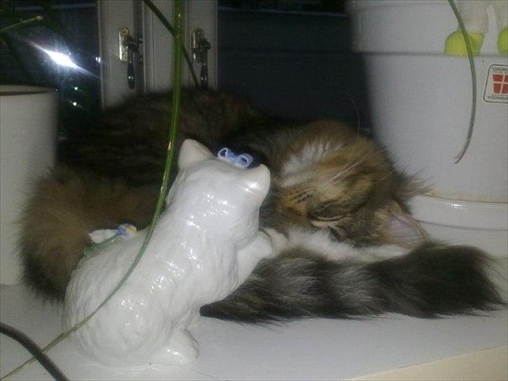 Norsk Skovkat Basse - Hvis jeg nu gemmer mig her, blir jeg nok ik fundet.. gg billede 9