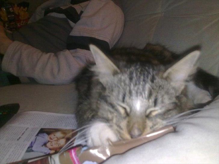 Norsk Skovkat Basse - Nam nam.. Mors ugeblad billede 10