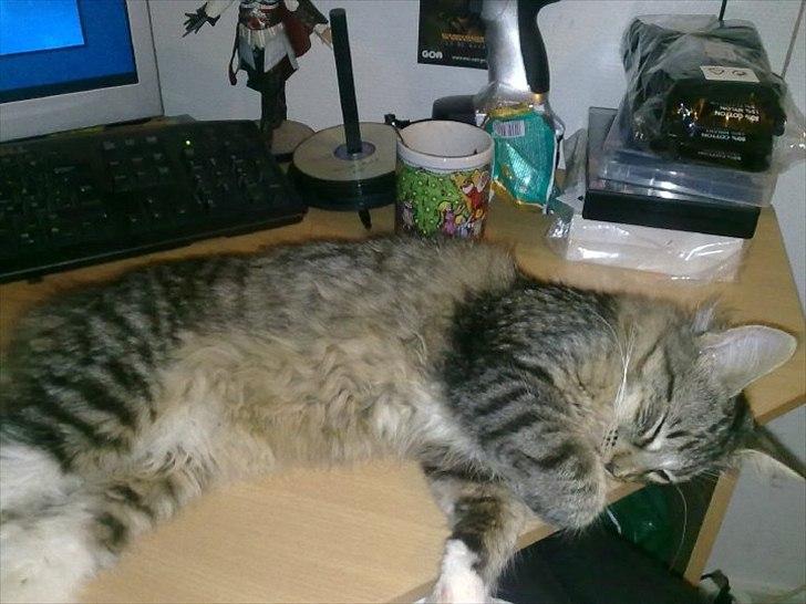 Norsk Skovkat Basse - Det ER altså hårdt at spille computer billede 11