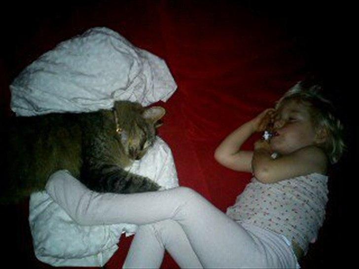 Norsk Skovkat Basse - Nupper lige en lur billede 12