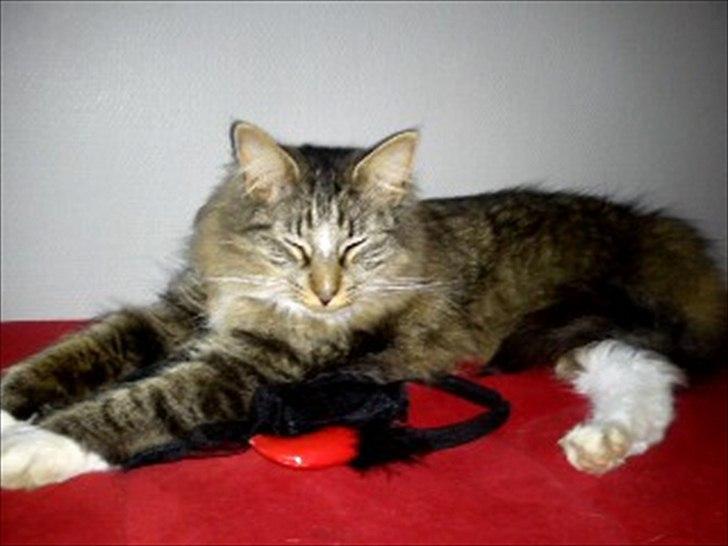 Norsk Skovkat Basse - Jeg er da bare lækker billede 13