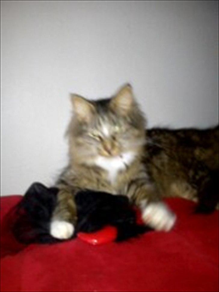 Norsk Skovkat Basse billede 14