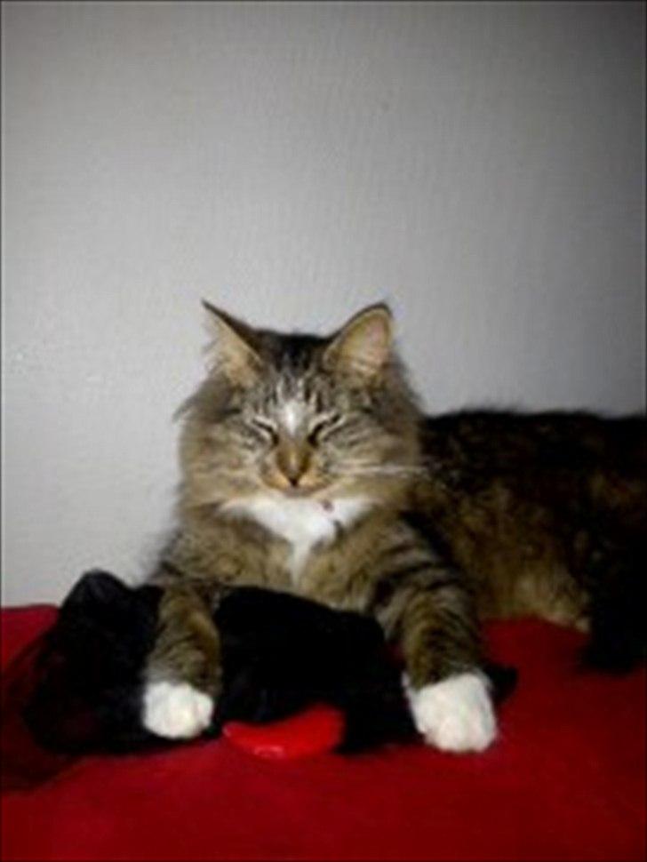 Norsk Skovkat Basse billede 15