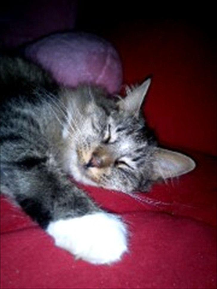 Norsk Skovkat Basse - Gaaaab billede 16