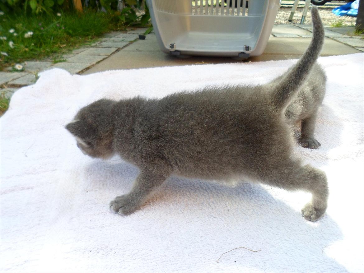 Huskat Bølle'miss billede 18