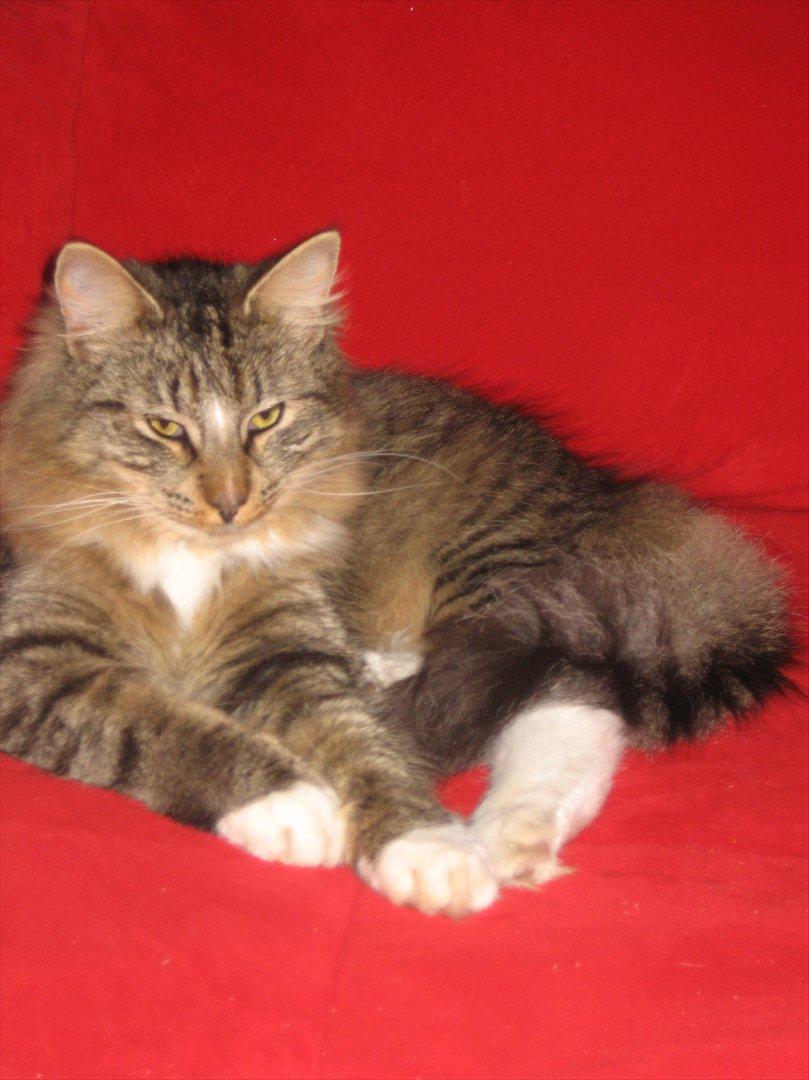 Norsk Skovkat Basse - Den røde farve klæer mig... billede 17