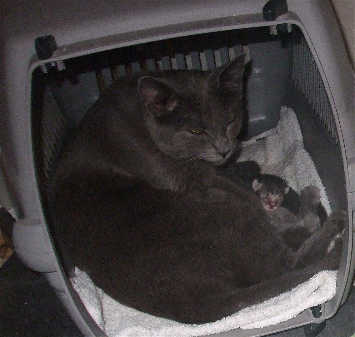 Huskat Bølle'miss billede 19