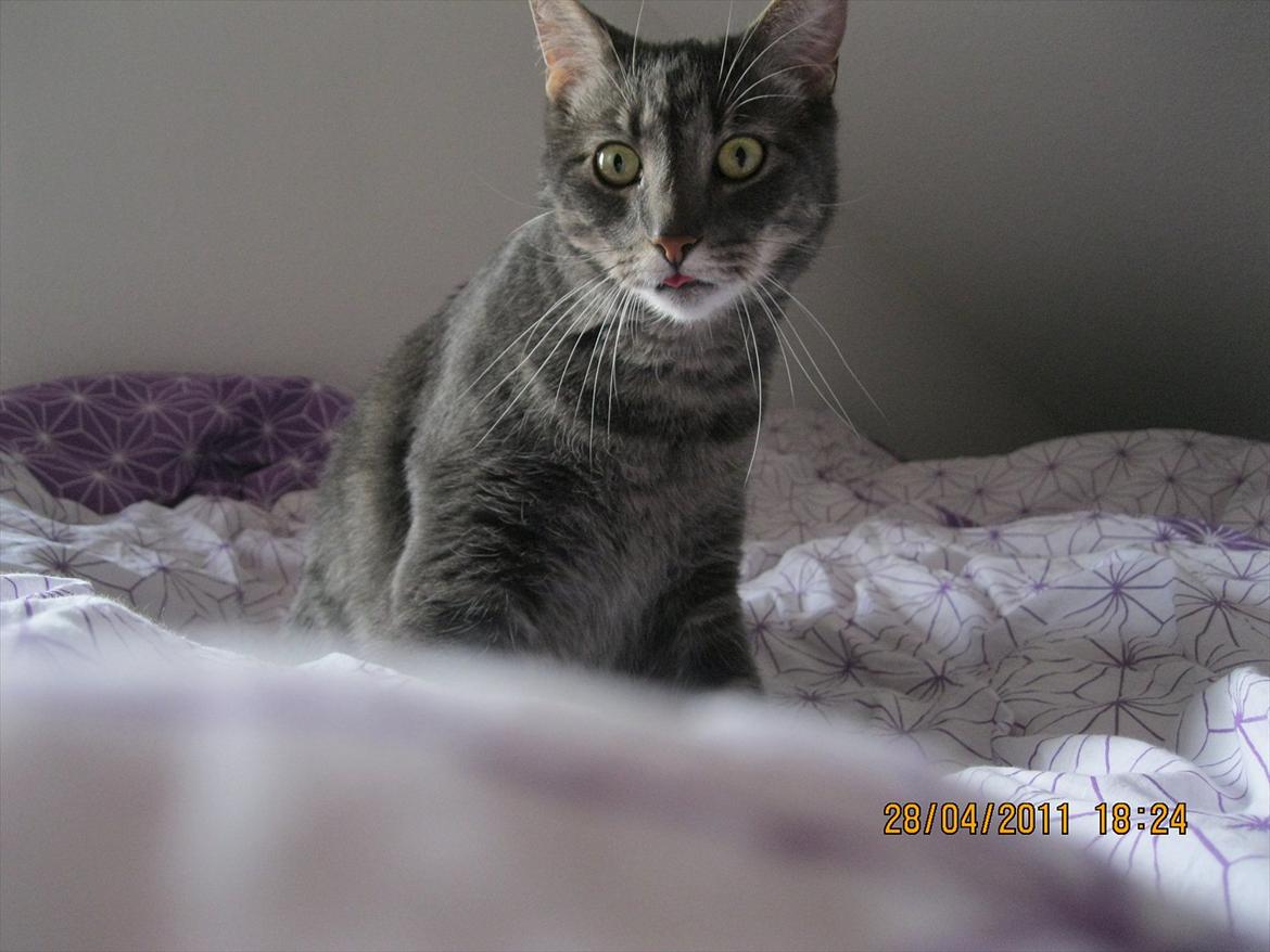 Blanding af racer Bassemand - Basse leger :D billede 1