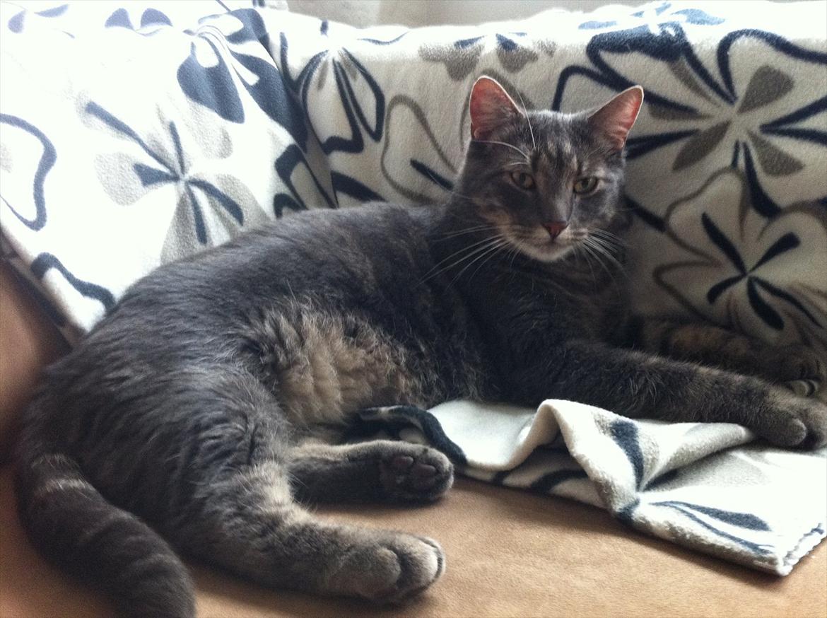 Blanding af racer Bassemand - Basse hygger (: billede 3