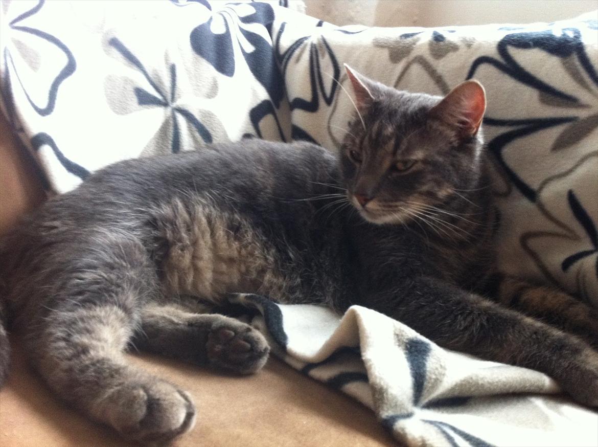 Blanding af racer Bassemand - Basse hygger (: billede 4