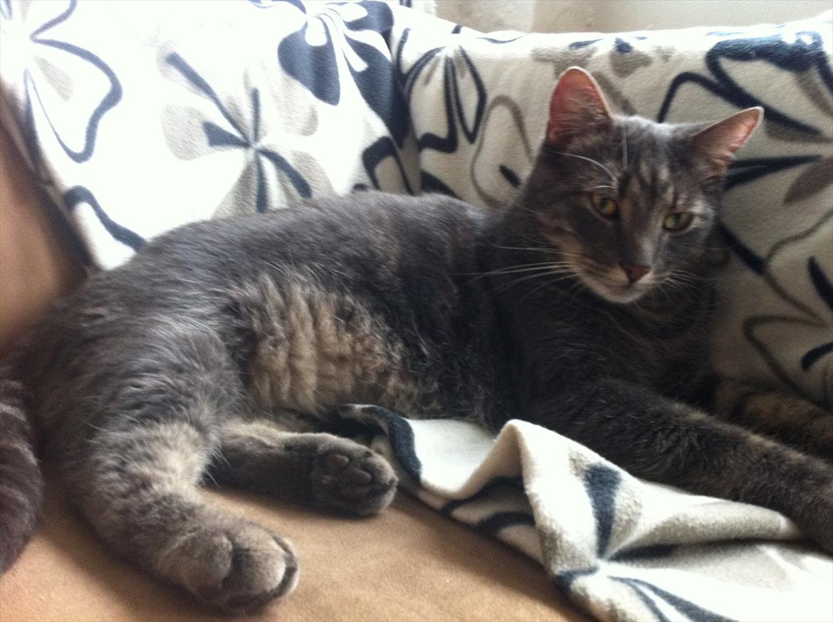 Blanding af racer Bassemand - Basse hygger (: billede 5