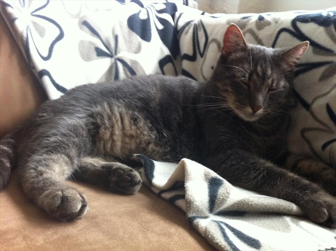 Blanding af racer Bassemand - Basse putter (: billede 6